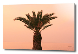 Izola, Slovenia - palm tree on the promenade at sunset