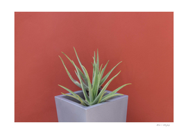 Aloe Vera in a Pot #1 #wall #decor #art