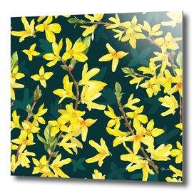 Spring Blossom In Yellow. Forsythia Branches