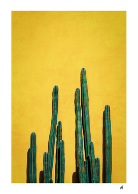 cactus II