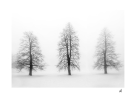 winter trees in fog IV