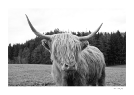Highland Cow #6 #wall #art