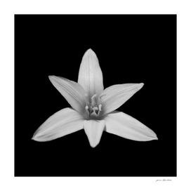 Black and white wild lily flower