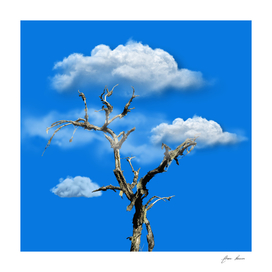cloud tree