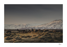 Icelandic Horses I