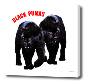 black pumas