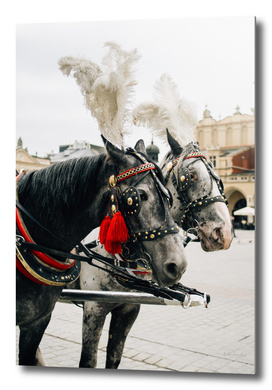 Krakow Horses