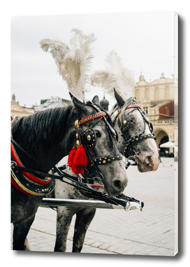 Krakow Horses