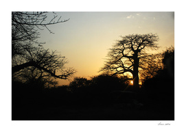 Baobab sunset