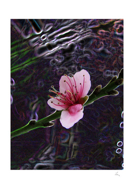 pink flower on the dack background
