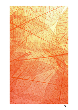orange leaves colorful transparent texture of natural