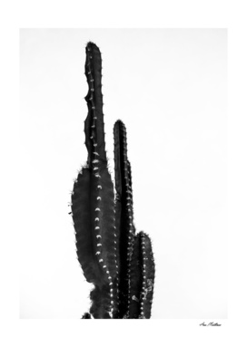 Black cactus
