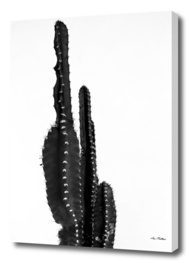 Black cactus