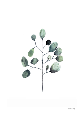 Botanical Illustration - Tasmanian Blue Gum