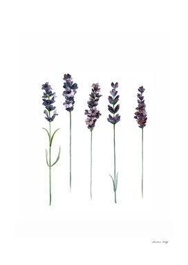 Botanical Illustration - Lavender
