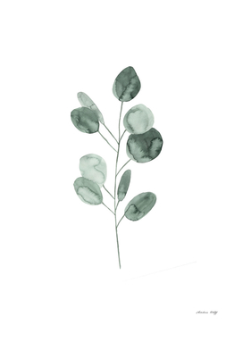 Botanical Illustration - Eukalyptus