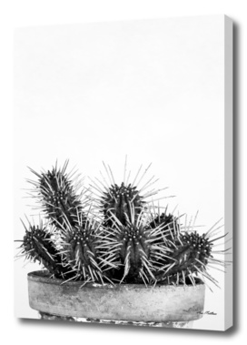 Cactus Nature