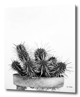 Cactus Nature