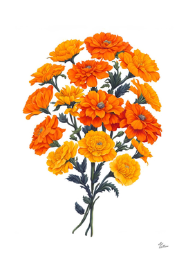 Bouquet of Marigolds