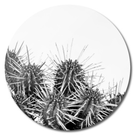 Cactus nature