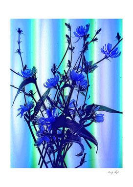 Blue Wildflowers With Backlight