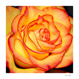 Bright Orange Rose