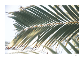 Sun Kissed Palm Leaf #1 #tropical #wall #art