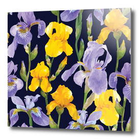 Delicate Iris Flowers