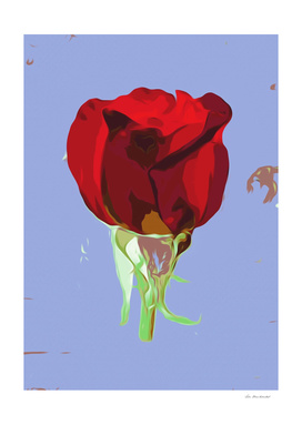 red rose with blue background