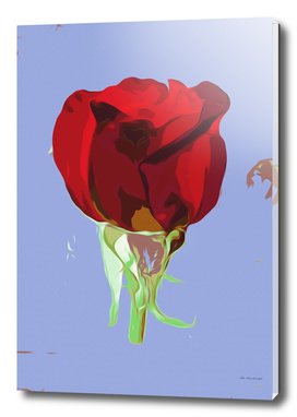 red rose with blue background