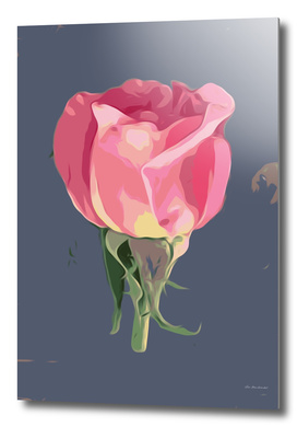 pink rose with grey background