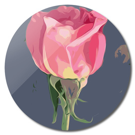 pink rose with grey background