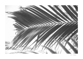 Sun Kissed Palm Leaf #2 #tropical #wall #art
