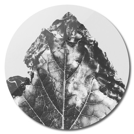 leaf texture background in black and white