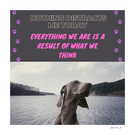 Dog thoughts