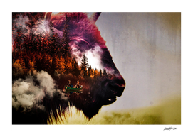 The Bison Forest