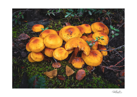 Orange mushrooms in patagonia forest, ushuaia, argent