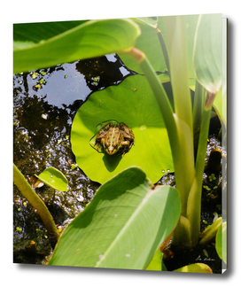 Frog spotting #2