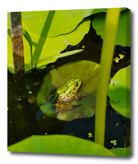Frog spotting #1c