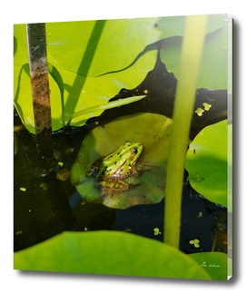 Frog spotting #1c