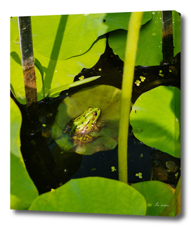 Frog spotting #1a