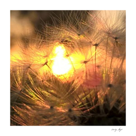 Dandelion Sunrise Wish