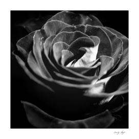 Dark Black and White Rose