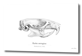 Rat cranium