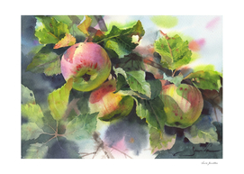 Branch with apples. Watercolor