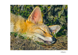 Fox sleeping closeup photo
