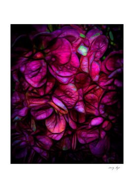 Dark Pink Flower Background