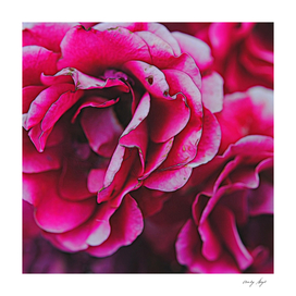 Dark Pink Flowers