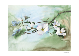 Blossoming. Watercolor