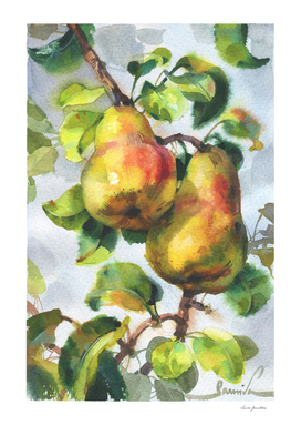 Pears. Watercolor